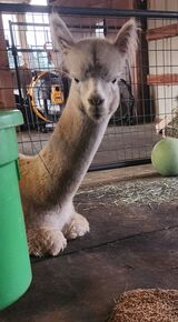 alpaca for sale