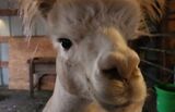 alpaca for sale