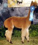 His Sire: 557 PERUVIAN GUSTAV