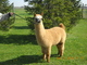 09 cria--color comes through!