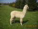 09 cria--gorgeous fiber