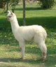 2012 Cria - Geralyn