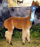 Service Sire:  PERUVIAN GUSTAV