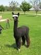 Shadow:  Olive's 2011 Cria