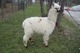 Full Fleeced as Cria