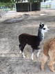 2018 Male Cria