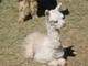 2009 Cria - Clipper