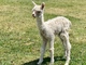 Ephraim's 2021 cria is gorgeous!