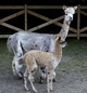 Apache’s mom as a cria and granddam.