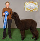 GWAS 1ST PLACE MALE YEARLING BLACK