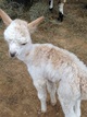 2017 cria, Margerita 