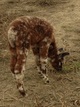 first cria, AJ. Oct 2017