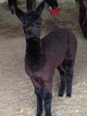 Rodeo, Sept 2017 cria