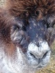 first cria on our farm, Bijou