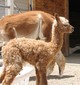 Nico as a cria with dam