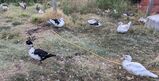 Photo of Muscovy Ducks