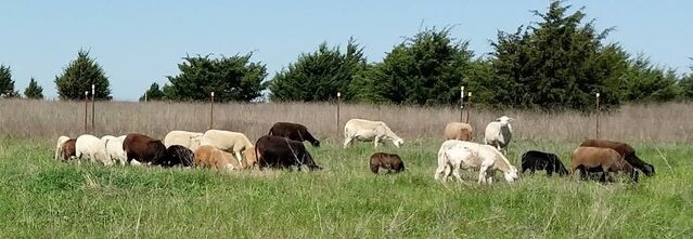 Flock grazing