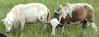 Yearling rams