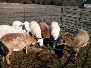 Yearling ewes w/ yearling ram