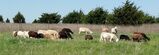 Photo of Katahdin - Ewes