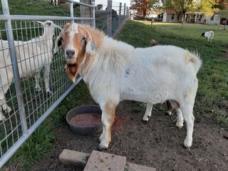 Dam's sire REF(8) Crescendo