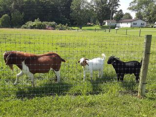 August 2023 in the pasture with his sire REF(8) Comaneci