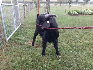 Vulcan headed to his new home in Virginia 