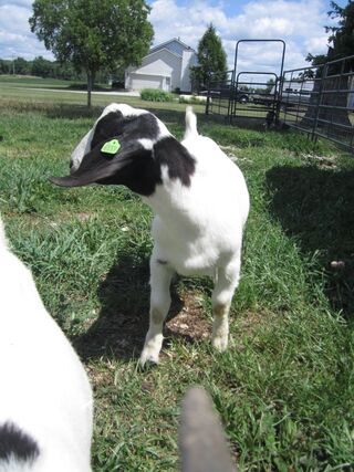 Schubert's buckling at weaning (disbudded)