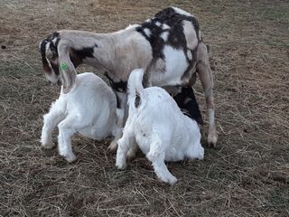 Snickerdoodle with January 2023 twins