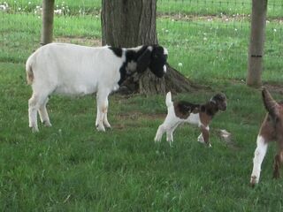 Snickerdoodle's daughter and grandson May 2024