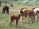 2012 Female cria