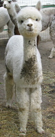 late '11 cria, daughter - MAF Bozet