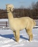 dam - Spa Alpacas Peruvian Porshe