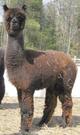 Tatania's 2006 cria - Madeira