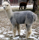 2009 cria - Rocky