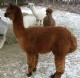 2008 cria - Glory