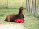 Bella w/ 2010 Cria