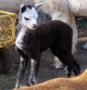 2011 Male Cria, SOLD