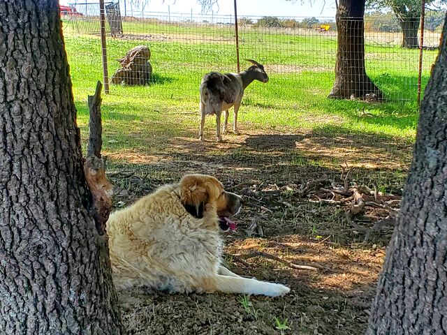 Nov 2023- King watching over his Rosie during her first kidding