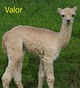 award winning Cria - Luster!!