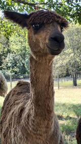 alpaca for sale