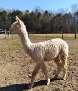 alpaca for sale