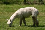 alpaca for sale