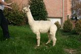 alpaca for sale