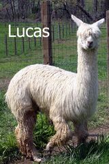 alpaca for sale