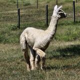 alpaca for sale