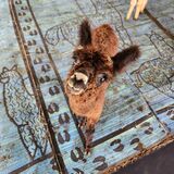 alpaca for sale