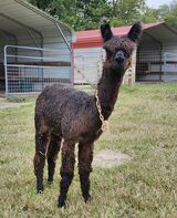 alpaca for sale