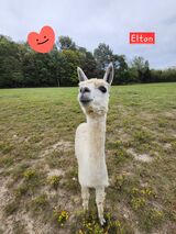 alpaca for sale