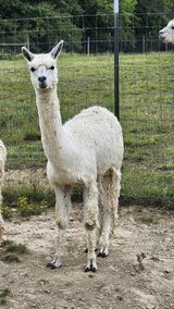 alpaca for sale